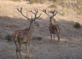 Villardeciervos (Zamora) acogerá el sorteo de 19 permisos de caza de la Sierra de la Culebra